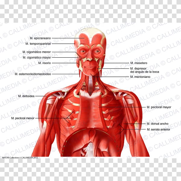 Intercostal muscle Human body Neck Muscular system, others transparent background PNG clipart