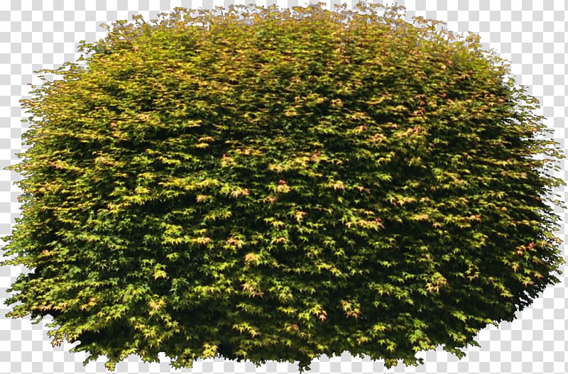 Tree Texture mapping Color, bushes transparent background PNG clipart
