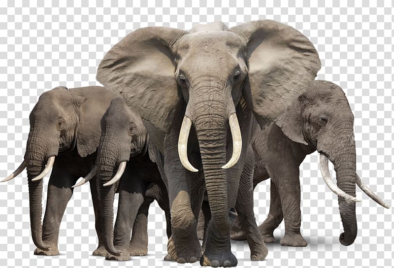 three gray elephants, African elephant, Elephant transparent background PNG clipart