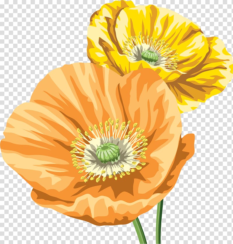 Common poppy Opium poppy Flower, poppy material transparent background PNG clipart
