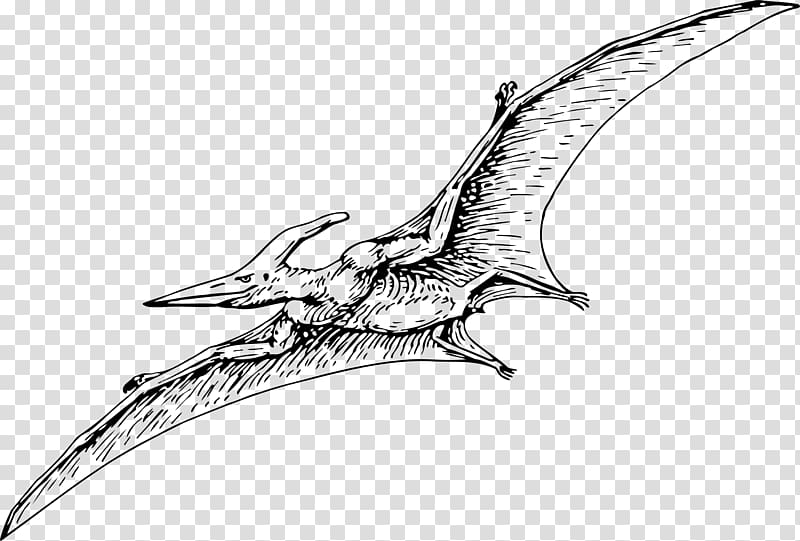 Pterodactyls Stegosaurus Pteranodon Pterosaurs Drawing, dinosaur transparent background PNG clipart