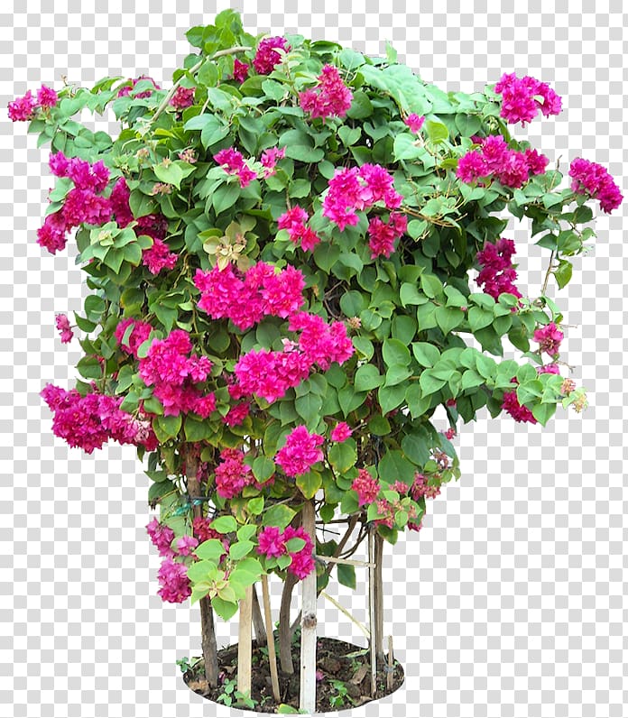 Bougainvillea glabra Tree Flower Plant, BUNGA transparent background PNG clipart