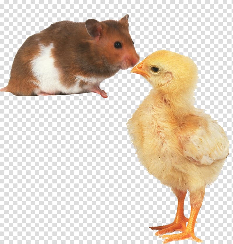 Hamster Rabbit , Little mouse and chick transparent background PNG clipart