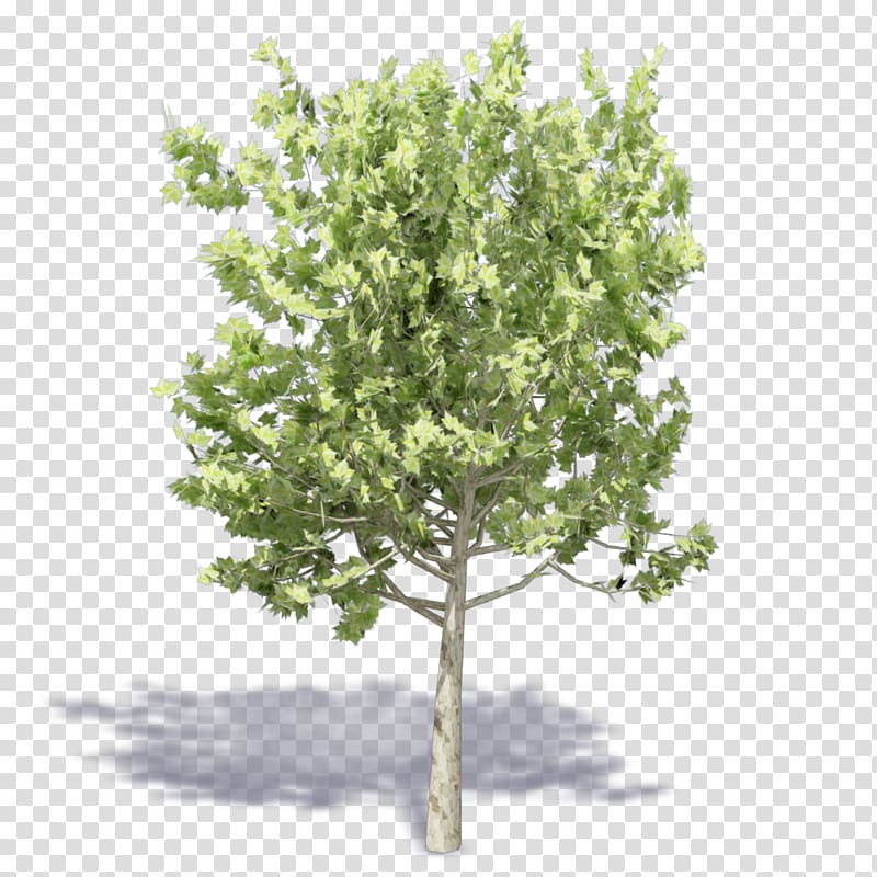 Twig Shrub Plane trees Plane tree family, tree transparent background PNG clipart