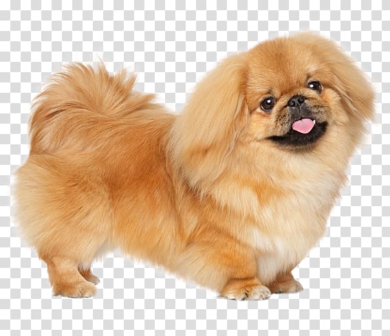 Pekingese Puppy Russkiy Toy Little lion dog Dog breed, long hair dog breeds transparent background PNG clipart