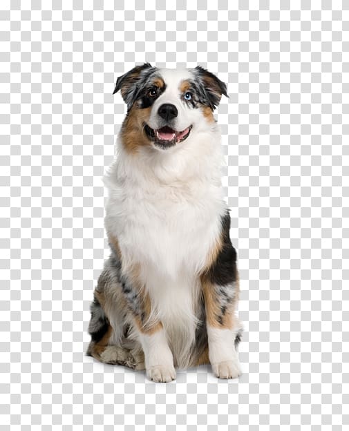 Australian Shepherd Berger Blanc Suisse German Shepherd Puppy Prague ratter, puppy transparent background PNG clipart