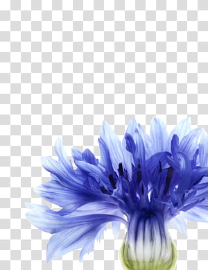 Cornflower blue Cornflower blue Watercolor painting, Paeonia Lactiflora transparent background PNG clipart thumbnail