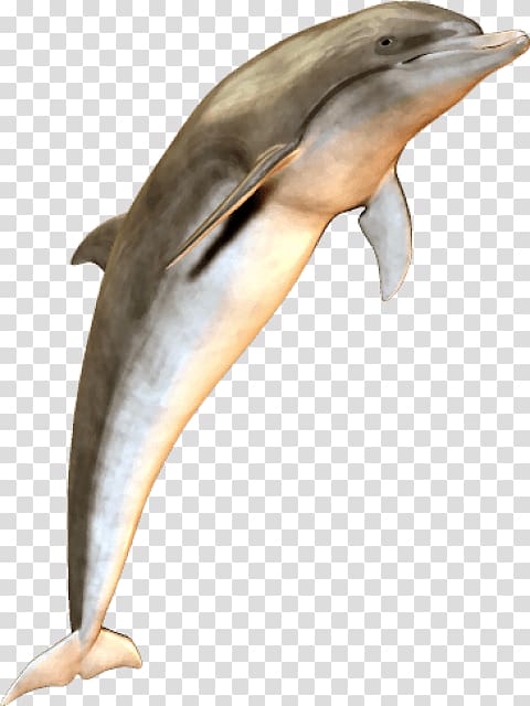 Striped dolphin Bottlenose dolphin River dolphin, dolphin transparent background PNG clipart