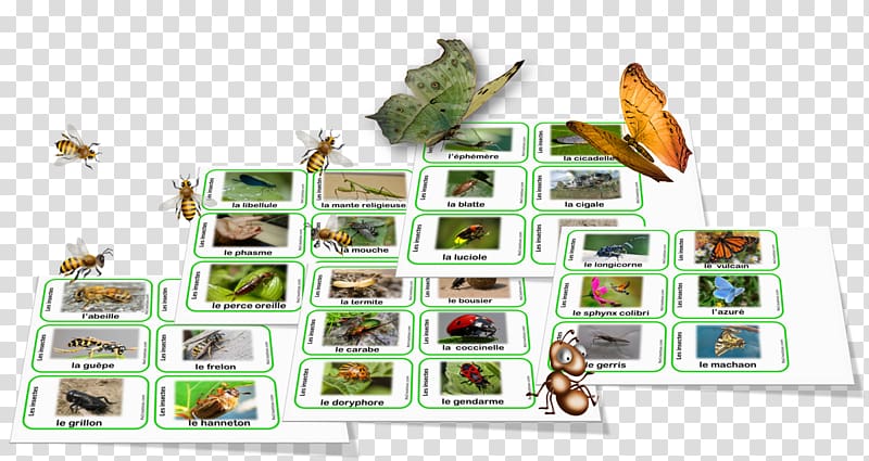 Organism Nomenclature Biodiversity Language 0, others transparent background PNG clipart