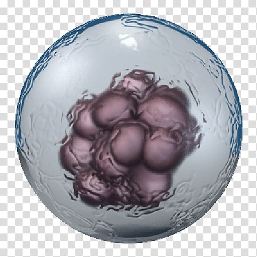Embryonic stem cell Cell type Adult stem cell, others transparent background PNG clipart