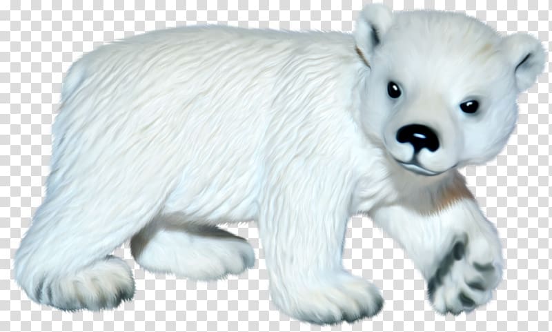 International Polar Bear Day Arctic fox, White polar bear transparent background PNG clipart
