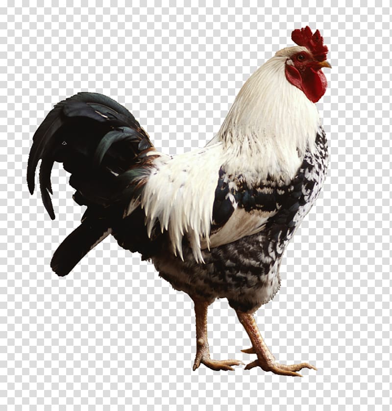 white and black rooster, Chicken Rooster Live Poultry farming, chicken transparent background PNG clipart