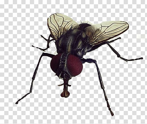 black housefly, Fly Close Up transparent background PNG clipart