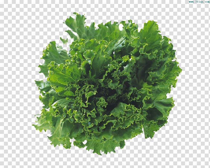 Vegetable Lettuce Salad Food Cooking oil, Edible vegetables transparent background PNG clipart