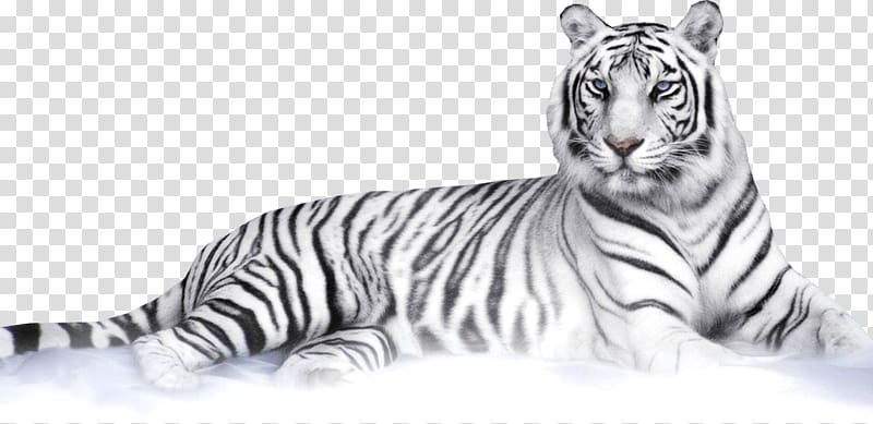 Felidae Bengal tiger White tiger , tigres transparent background PNG clipart