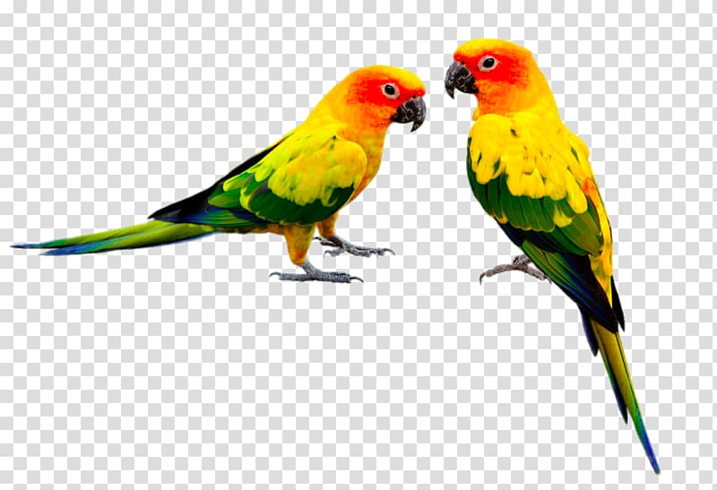 Bird Feeders Parrot Budgerigar Cockatiel, Form is not the same two parrots transparent background PNG clipart