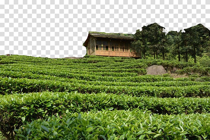 Longjing tea Gupo Mountain Chatianzhen, Tea field town of tea field transparent background PNG clipart