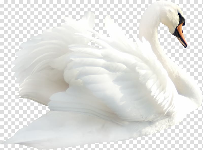 Cygnini Duck Bird , swan transparent background PNG clipart