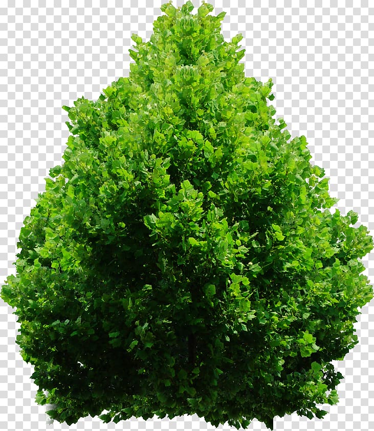 green leafed plant, Evergreen Shrub Tree , Shrub Plan Tree transparent background PNG clipart