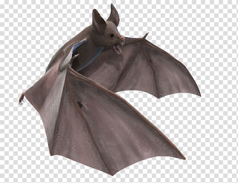 vampire bat art, Bat transparent background PNG clipart