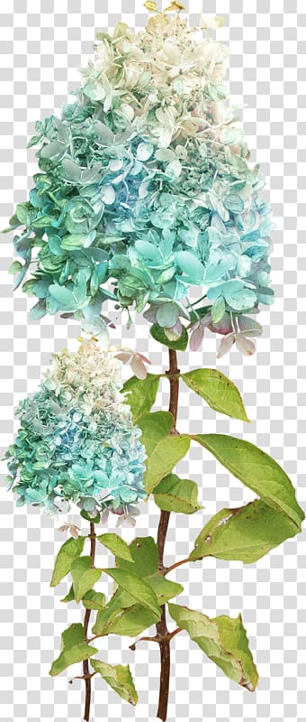 Hydrangea Flower Green, flower transparent background PNG clipart
