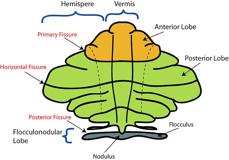 Anatomy of the cerebellum Brain Cerebral cortex, Free Anatomy transparent background PNG clipart