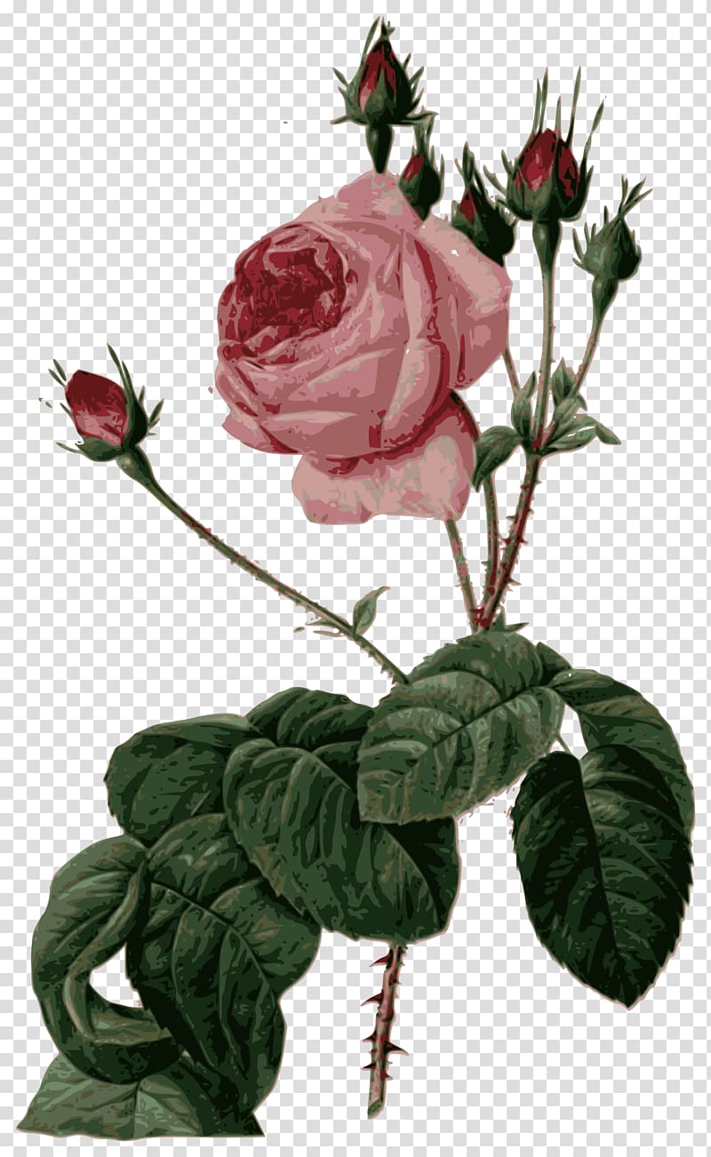 Les roses Pierre-Joseph Redouté (1759-1840) Cabbage rose Painter Canvas, Pierrejoseph Redoutxe9 transparent background PNG clipart