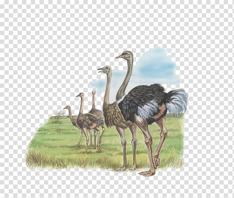 Common ostrich Liaojia Falconiformes Emu, A group of ostrich transparent background PNG clipart
