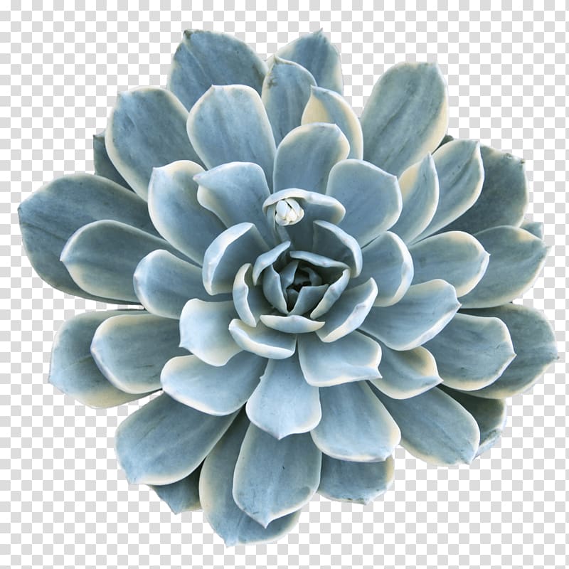 Flower Turquoise, echeveria transparent background PNG clipart