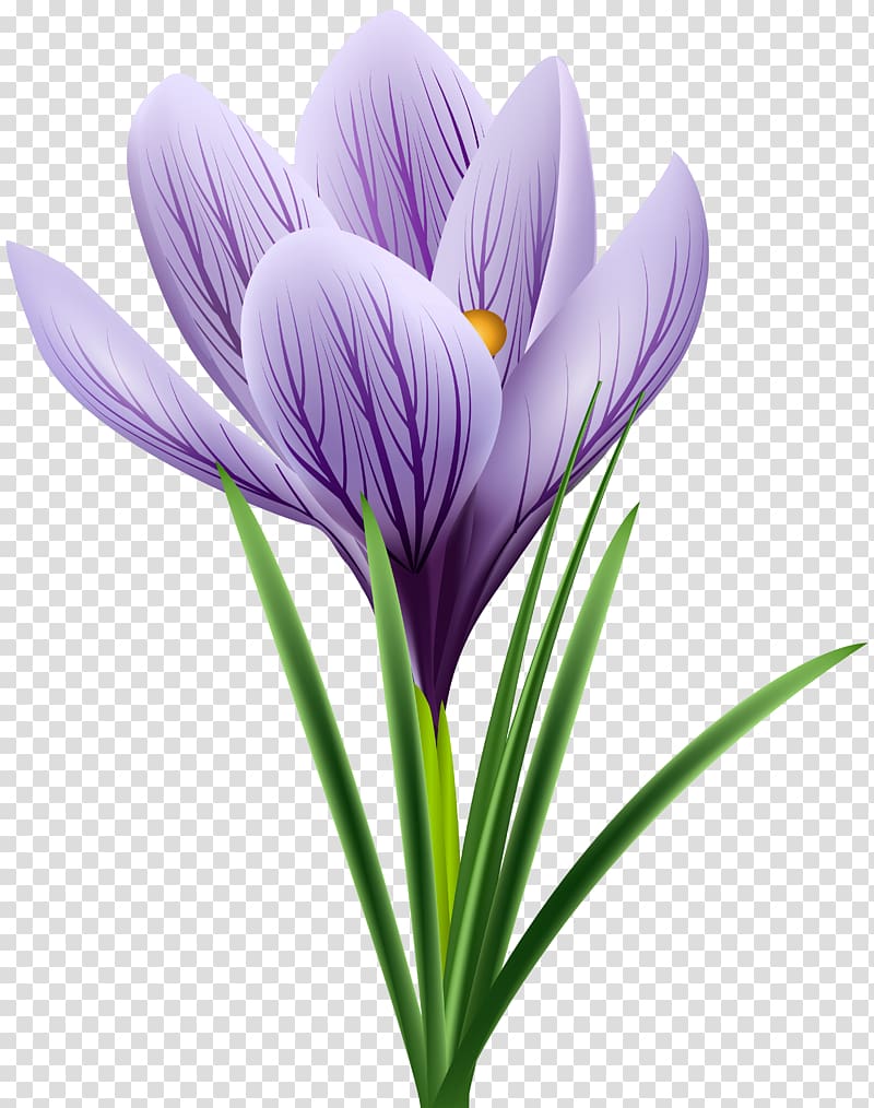 purple crocus flower art, Crocus flavus , Purple Crocus transparent background PNG clipart