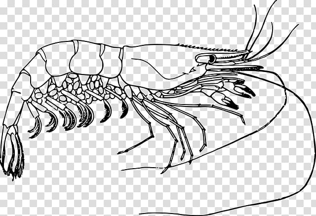 Prawn Drawing Computer Icons , crevette transparent background PNG clipart