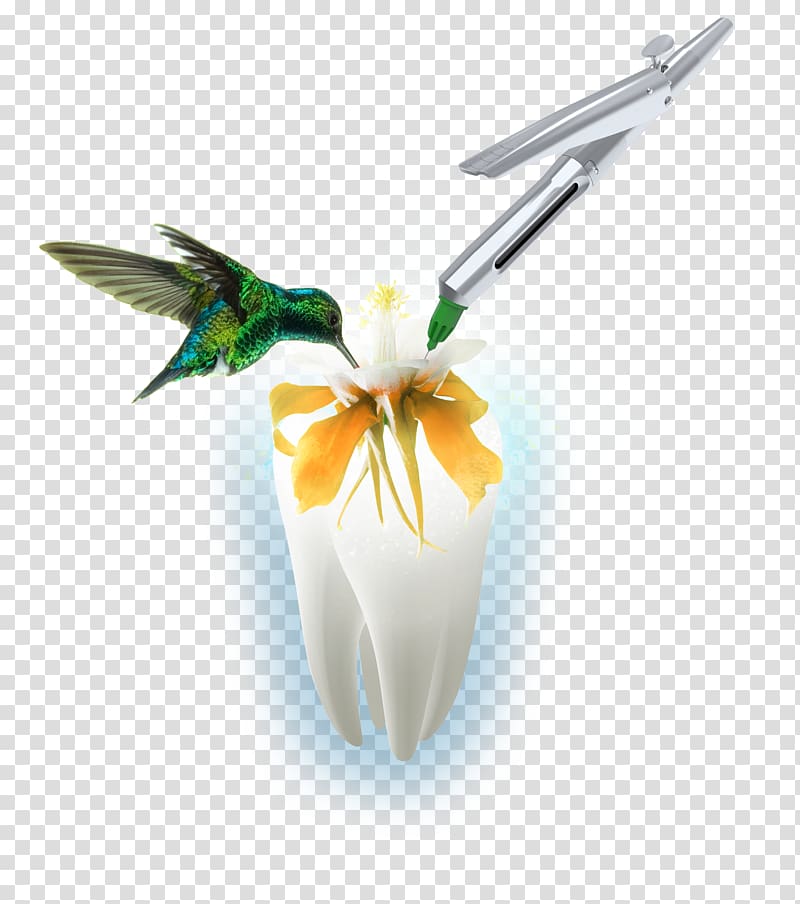 Syringe Injection Anesthesia Alaleuanluu Mandible, highlight material transparent background PNG clipart
