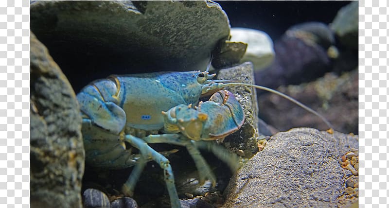 Common yabby Crab American lobster S.E.A. Aquarium, crab transparent background PNG clipart