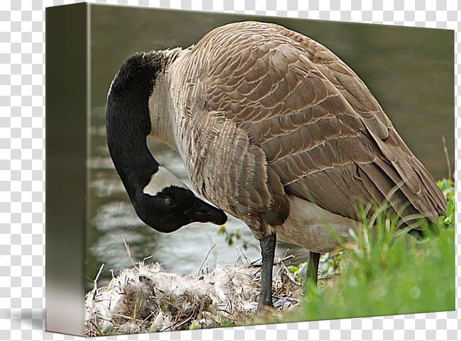 Goose Feather Beak Wildlife Terrestrial animal, Mother Goose transparent background PNG clipart