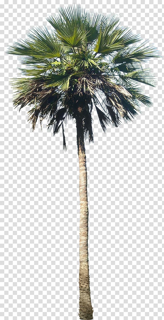 palm tree, Washingtonia robusta Arecaceae Tree Plant, palm tree transparent background PNG clipart