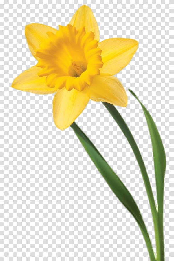 yellow petaled flower illustration, Single Daffodil transparent background PNG clipart