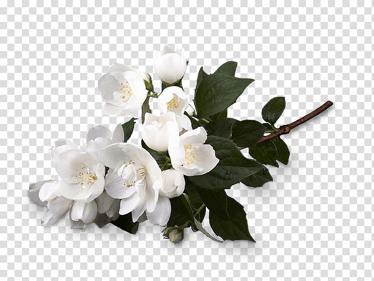 Cut flowers Flower bouquet Perfume Jasmine, bouquet transparent background PNG clipart