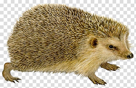 Hedgehog transparent background PNG clipart