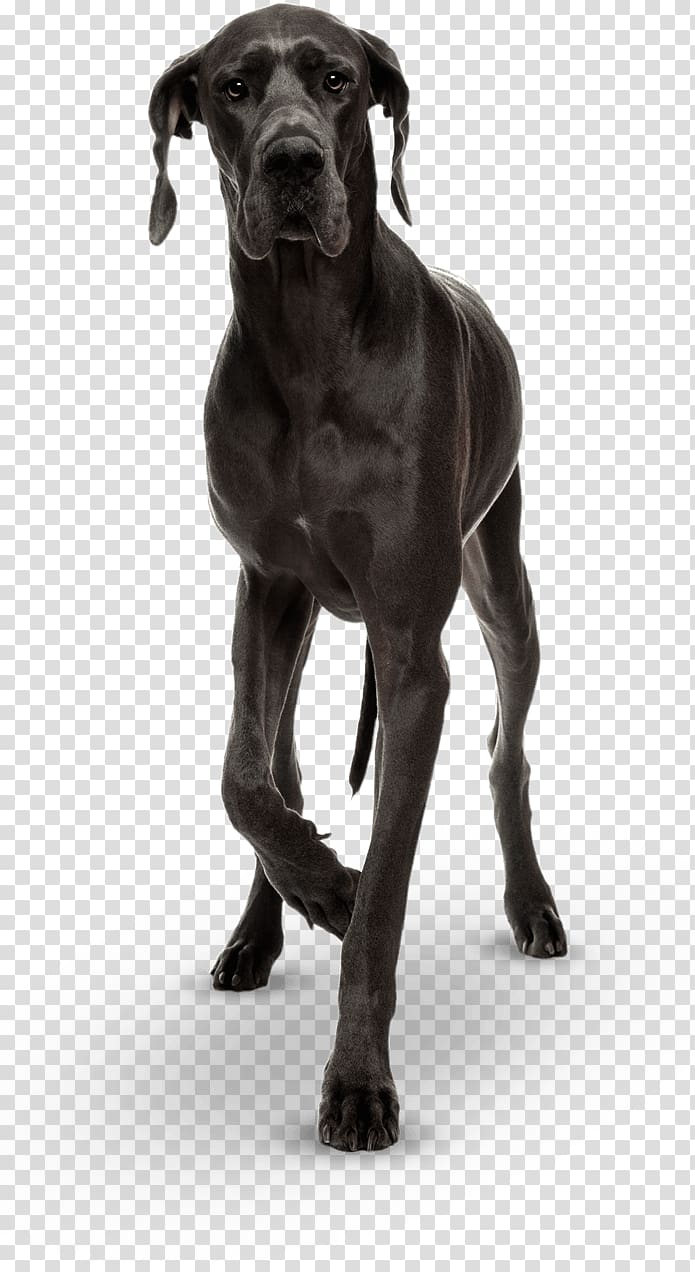 Great Dane Cane Corso Dog breed Puppy Giant George, puppy transparent background PNG clipart