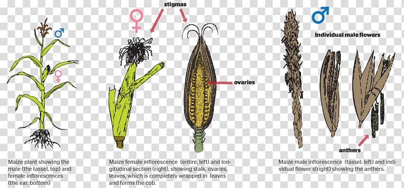 Grasses Plant reproduction Asexual reproduction, bred pit transparent background PNG clipart