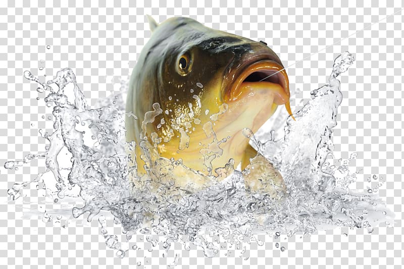 fish in the water transparent background PNG clipart