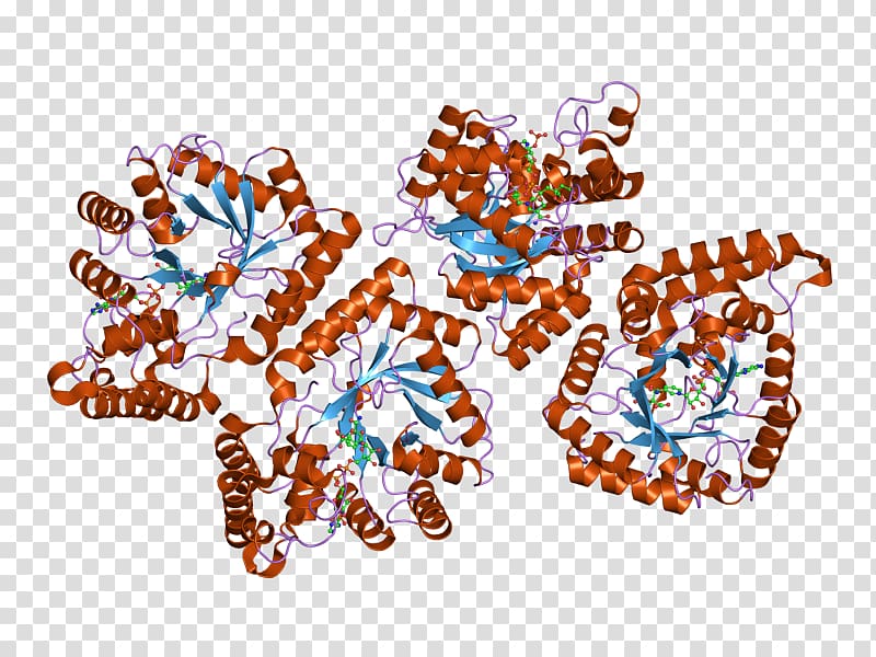 AKR7A2 Art Enzyme Aldose reductase Aflatoxin B1, others transparent background PNG clipart