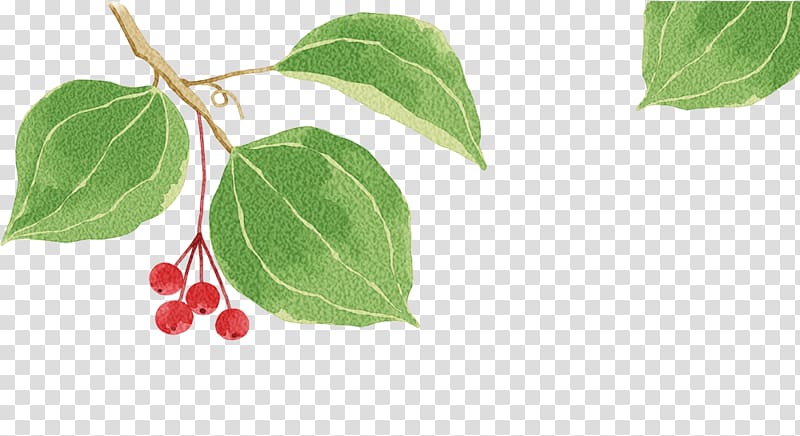 1u670810u65e5, Creative berries transparent background PNG clipart