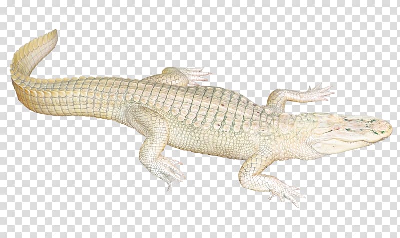 Lizard Crocodile Fauna Terrestrial animal, White Crocodile transparent background PNG clipart