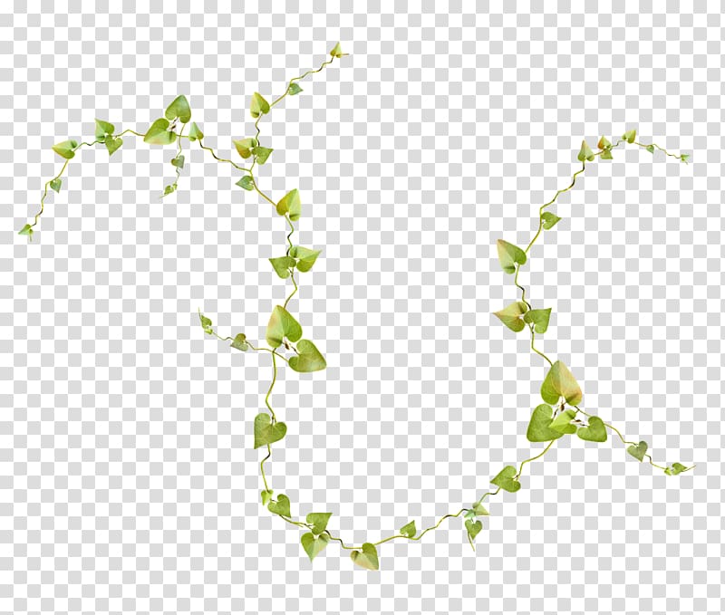 Vine Plant Tree Honeysuckle Drawing, bande transparent background PNG clipart