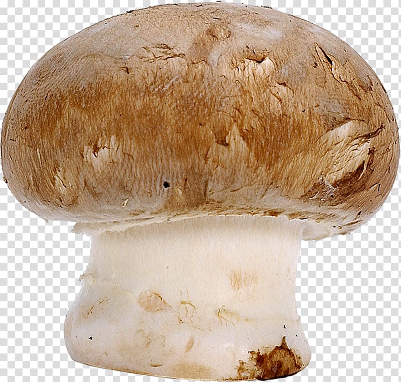 Common mushroom Boletus edulis Penny bun Fungus, mushroom transparent background PNG clipart