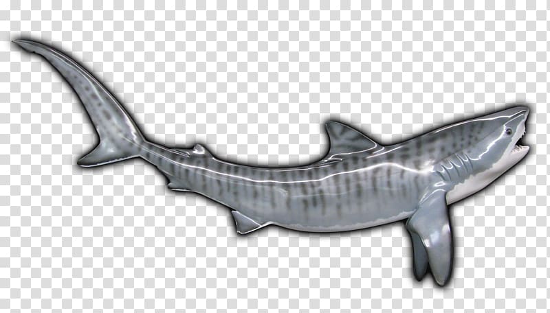 Tiger shark Requiem sharks Marine mammal, tiger shark transparent background PNG clipart