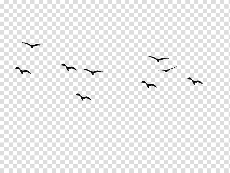 Bird flight Swallow Silhouette Drawing, Bird transparent background PNG clipart