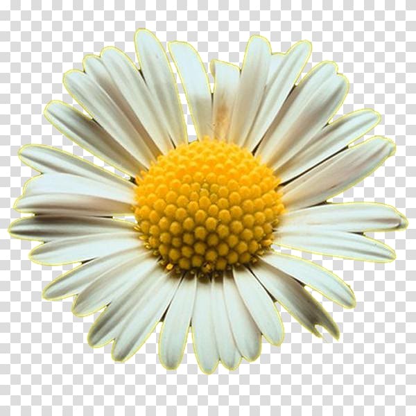 Common daisy Oxeye daisy Shasta daisy , difunilan welcome wedding background free transparent background PNG clipart