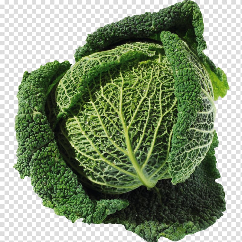 Savoy cabbage Collard greens Spring greens Kale Leaf vegetable, kale transparent background PNG clipart